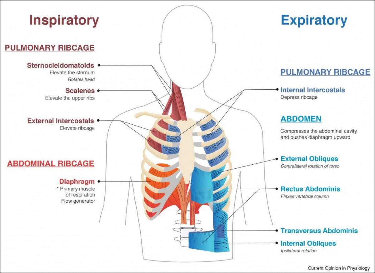 breathing muscles 1024x746